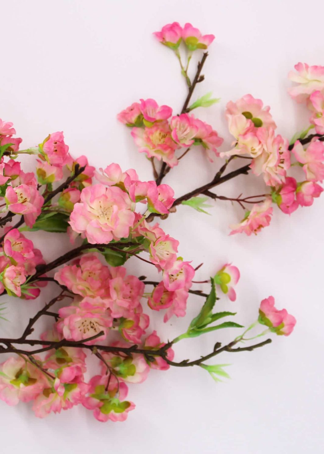 Cherry Blossom Branch