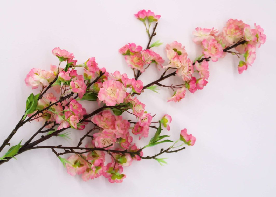 Cherry Blossom Branch